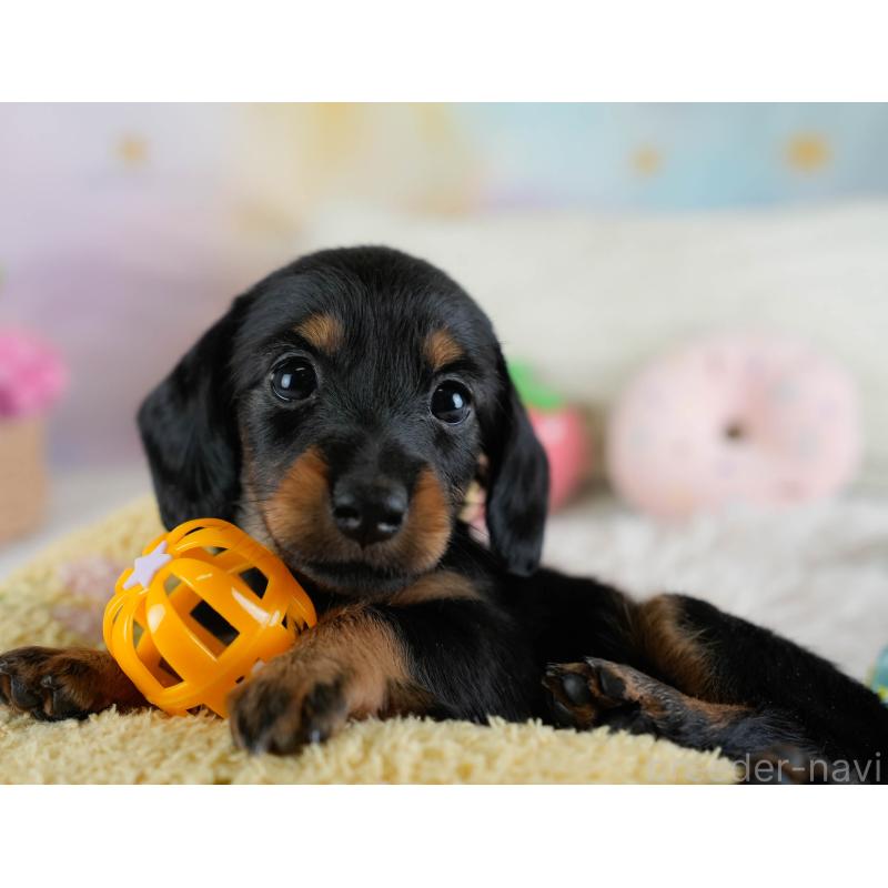 販売中の埼玉県のカニンヘンダックスフンド(ロングヘアード)-433323の3枚目