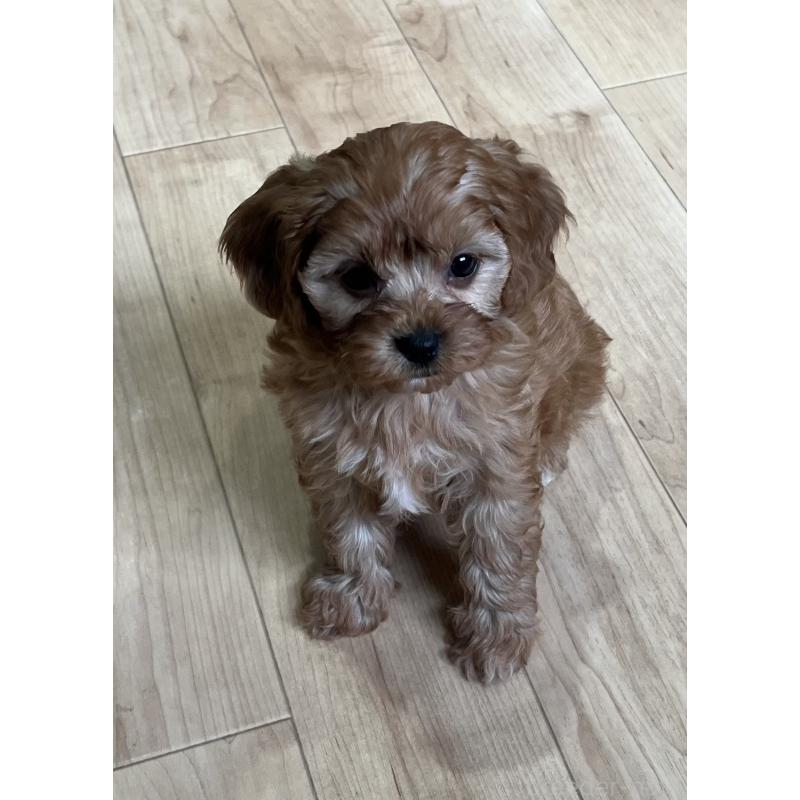 販売中の鹿児島県のミックス犬-433325の8枚目