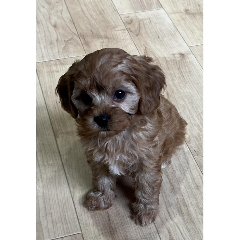 販売中の鹿児島県のミックス犬-433325の7枚目