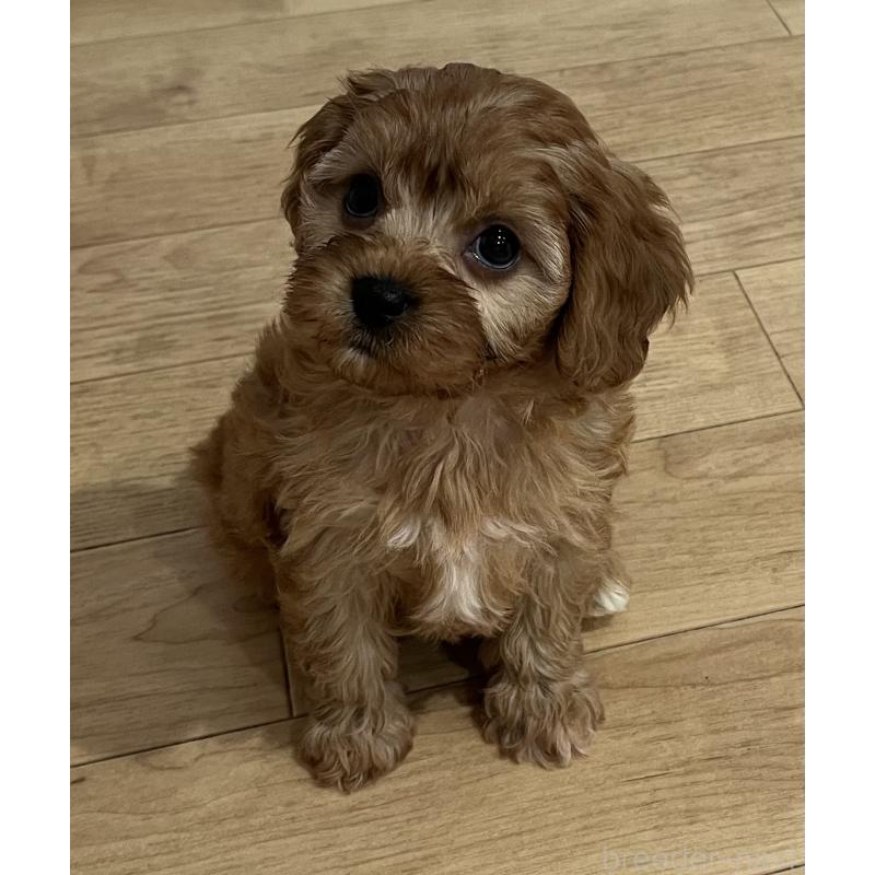 販売中の鹿児島県のミックス犬-433325の6枚目