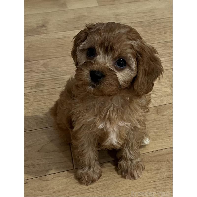 販売中の鹿児島県のミックス犬-433325の5枚目