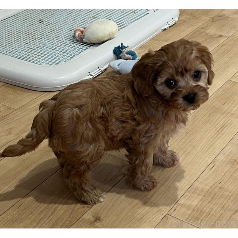 販売中の鹿児島県のミックス犬-433325の4枚目