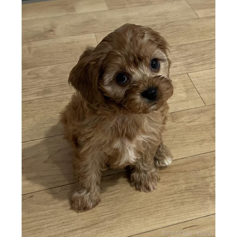 販売中の鹿児島県のミックス犬-433325の3枚目