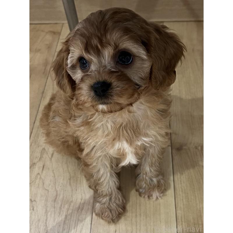 販売中の鹿児島県のミックス犬-433325の2枚目