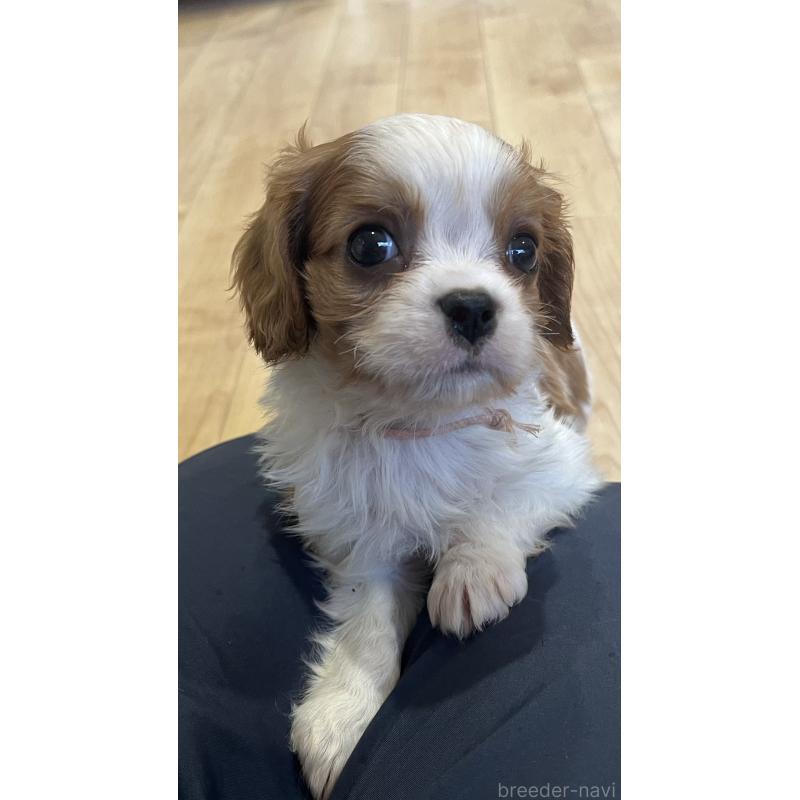 販売中の鹿児島県のキャバリアキングチャールズスパニエル-433327の8枚目