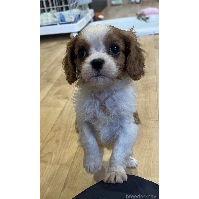 販売中の鹿児島県のキャバリアキングチャールズスパニエル-433327の7枚目