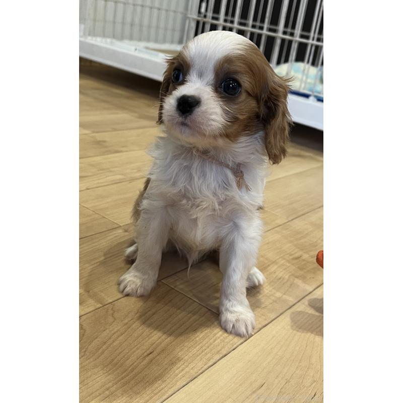 販売中の鹿児島県のキャバリアキングチャールズスパニエル-433327の6枚目
