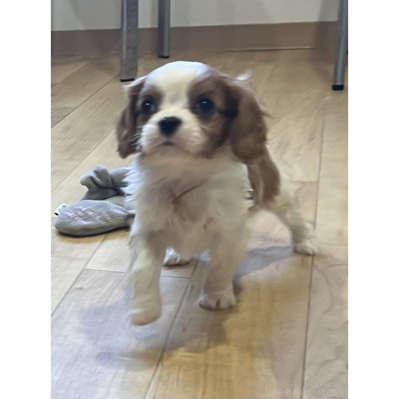 販売中の鹿児島県のキャバリアキングチャールズスパニエル-433327の5枚目