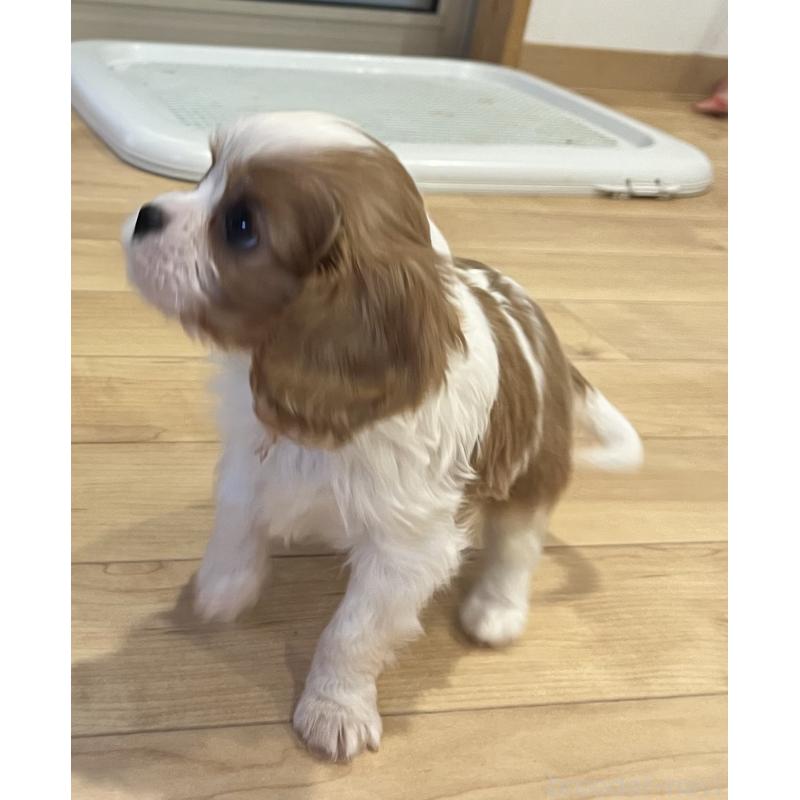 販売中の鹿児島県のキャバリアキングチャールズスパニエル-433327の4枚目