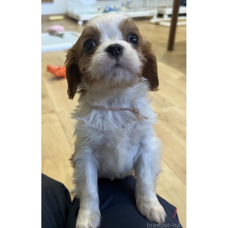 販売中の鹿児島県のキャバリアキングチャールズスパニエル-433327の3枚目