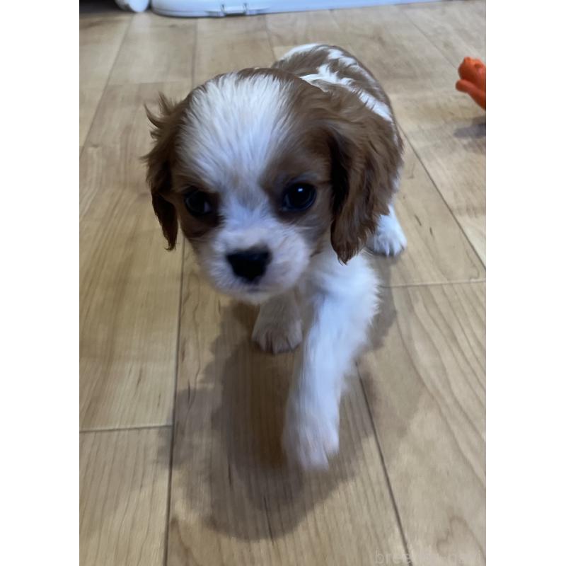 販売中の鹿児島県のキャバリアキングチャールズスパニエル-433327の2枚目