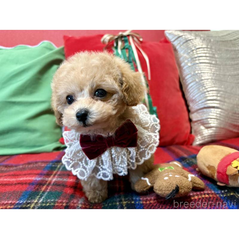 成約済の香川県のタイニープードル-432515の5枚目