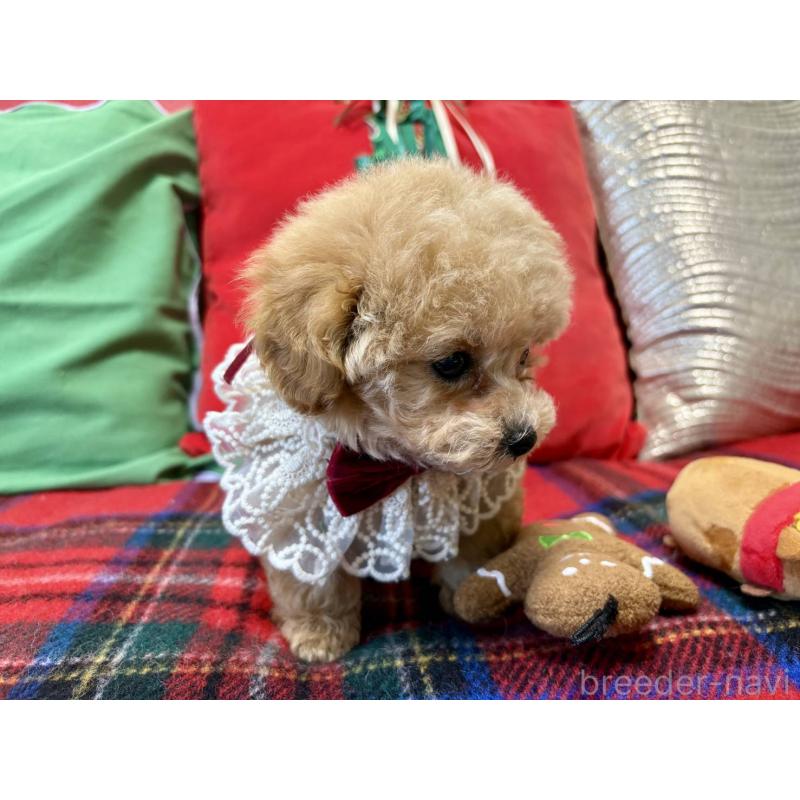 成約済の香川県のタイニープードル-432515の4枚目