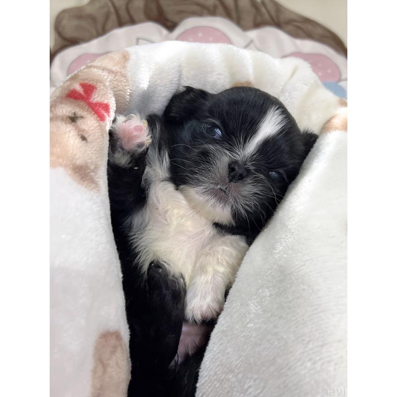 販売中の岡山県のペキニーズ-433332の17枚目