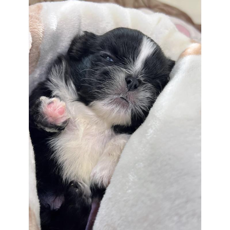 販売中の岡山県のペキニーズ-433332の16枚目