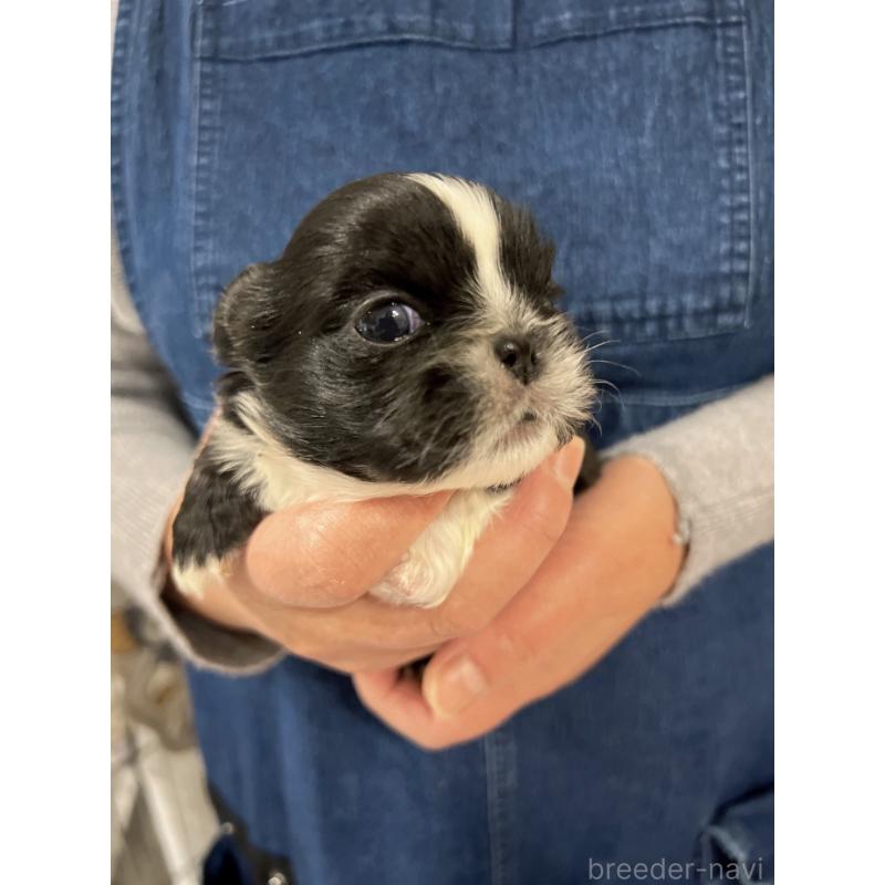 販売中の岡山県のペキニーズ-433332の14枚目