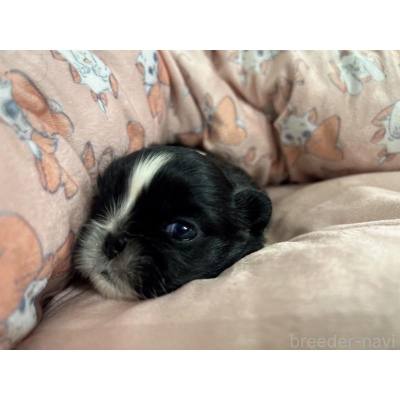 販売中の岡山県のペキニーズ-433332の13枚目