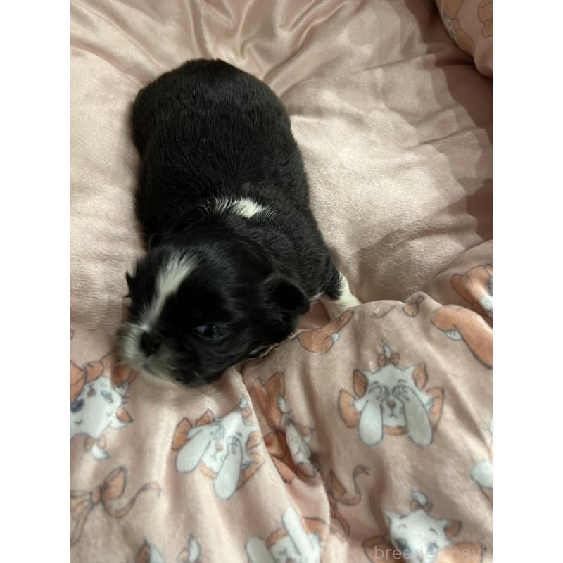 販売中の岡山県のペキニーズ-433332の12枚目