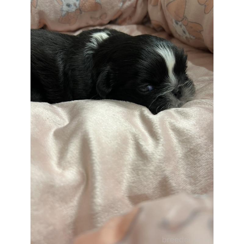 販売中の岡山県のペキニーズ-433332の11枚目