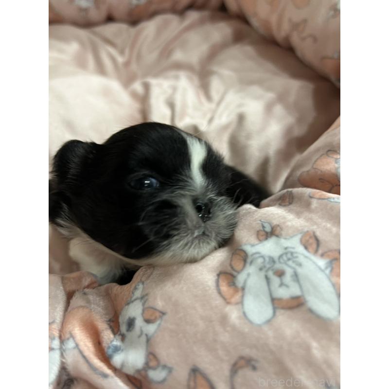 販売中の岡山県のペキニーズ-433332の10枚目