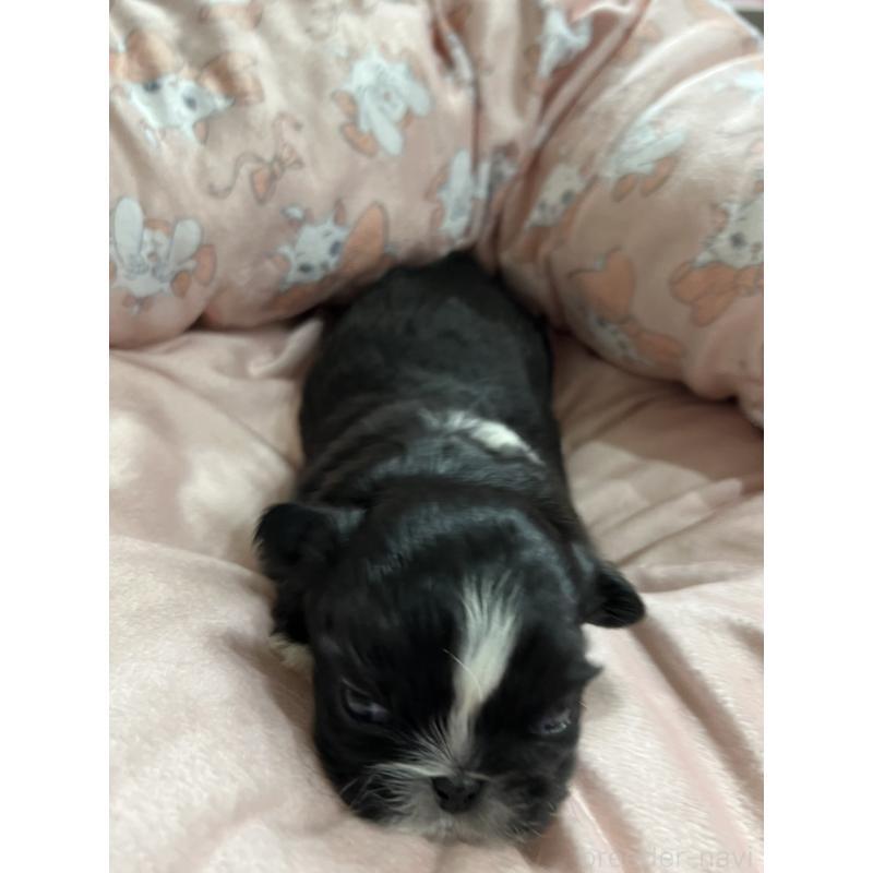 販売中の岡山県のペキニーズ-433332の9枚目