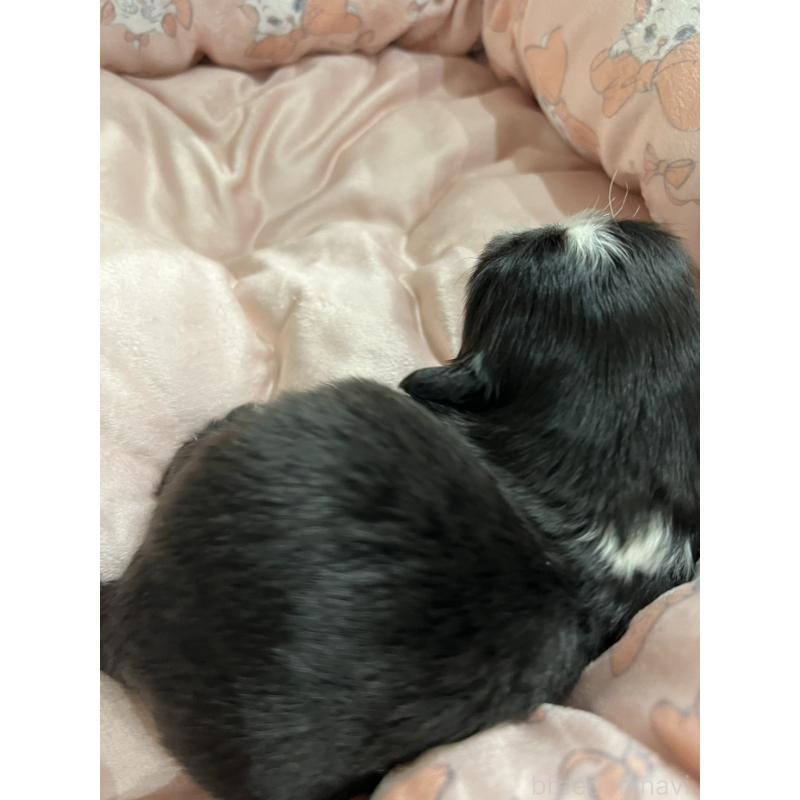 販売中の岡山県のペキニーズ-433332の8枚目