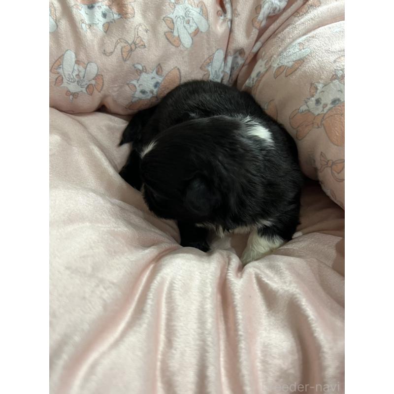 販売中の岡山県のペキニーズ-433332の7枚目