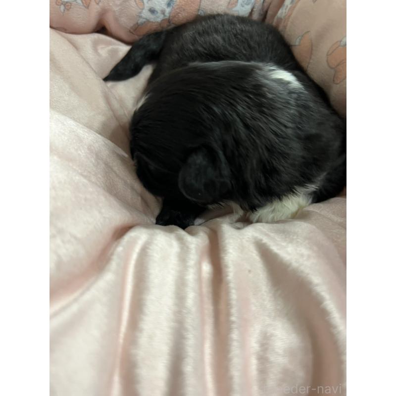 販売中の岡山県のペキニーズ-433332の6枚目