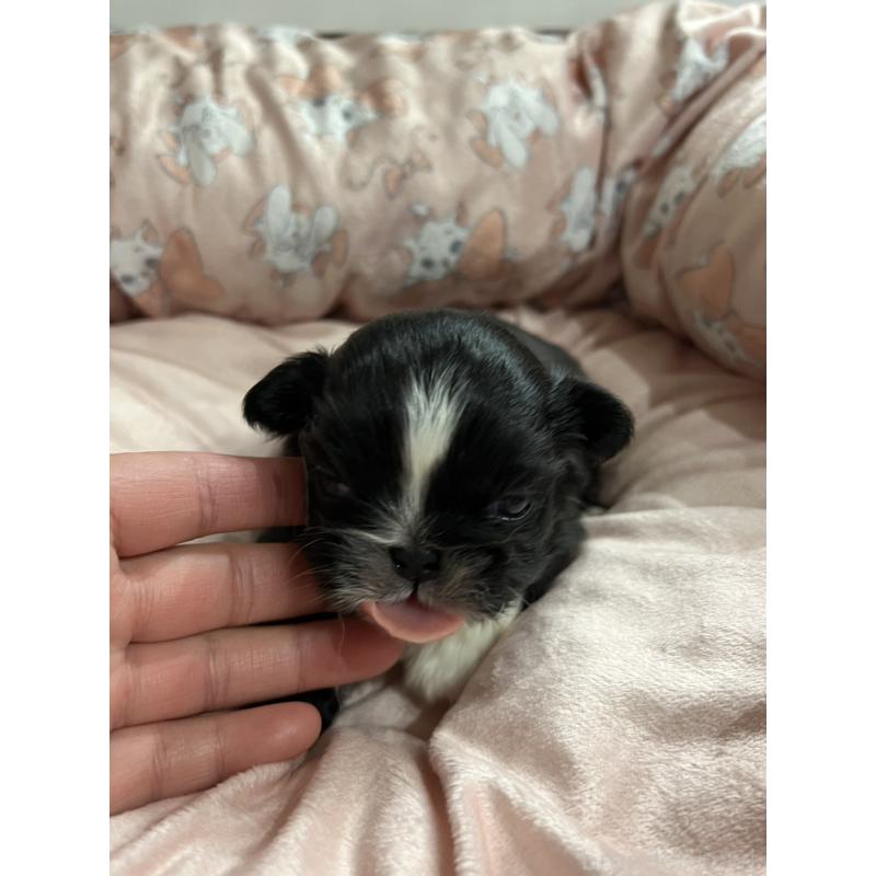 販売中の岡山県のペキニーズ-433332の5枚目