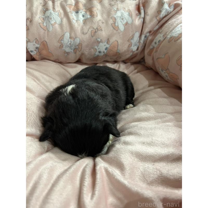 販売中の岡山県のペキニーズ-433332の4枚目