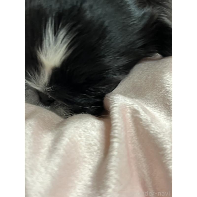 販売中の岡山県のペキニーズ-433332の3枚目