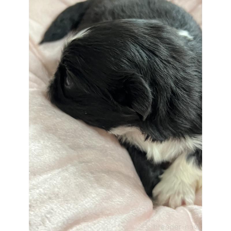 販売中の岡山県のペキニーズ-433332の2枚目