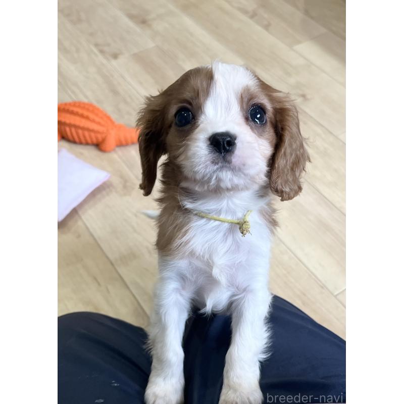 販売中の鹿児島県のキャバリアキングチャールズスパニエル-433330の8枚目