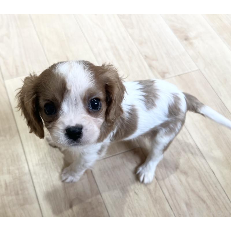 販売中の鹿児島県のキャバリアキングチャールズスパニエル-433330の7枚目