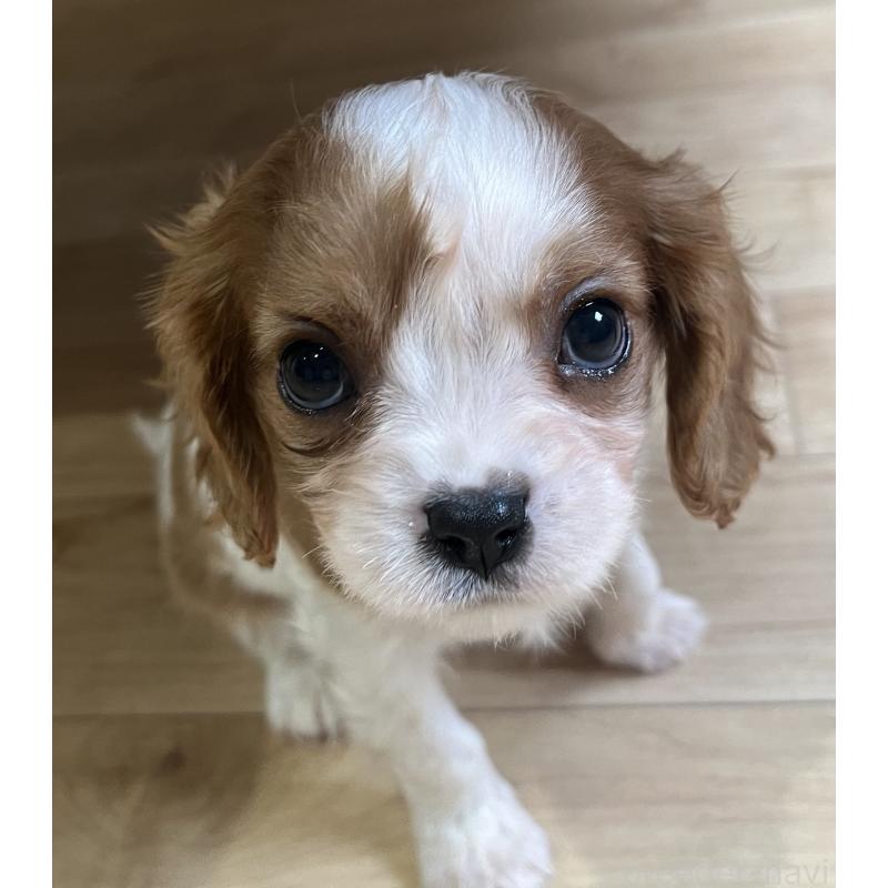 販売中の鹿児島県のキャバリアキングチャールズスパニエル-433330の6枚目