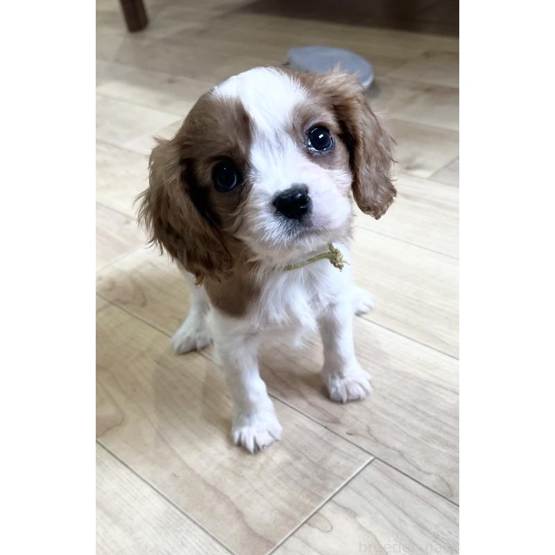 販売中の鹿児島県のキャバリアキングチャールズスパニエル-433330の5枚目
