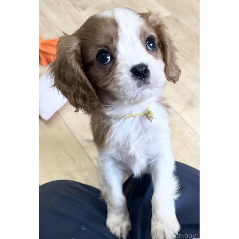 販売中の鹿児島県のキャバリアキングチャールズスパニエル-433330の4枚目