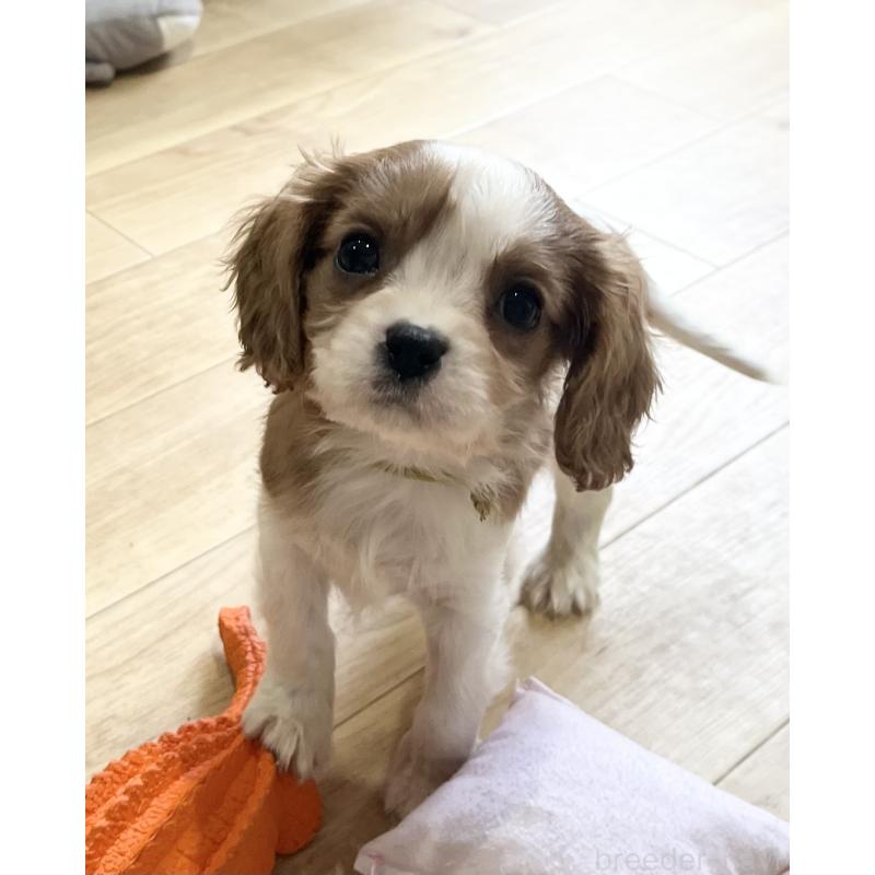 販売中の鹿児島県のキャバリアキングチャールズスパニエル-433330の3枚目