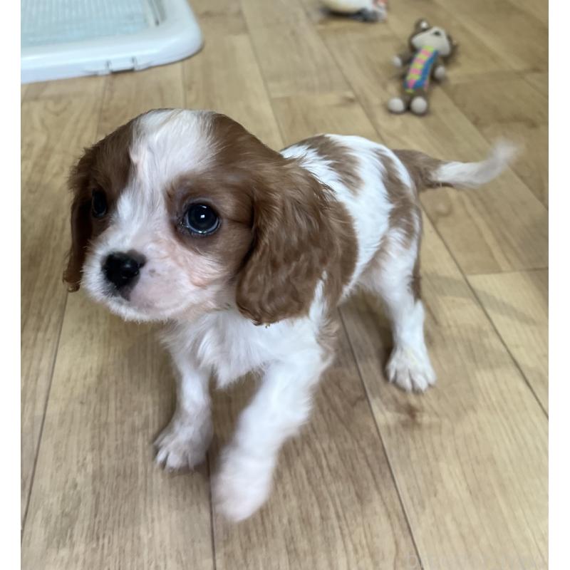 販売中の鹿児島県のキャバリアキングチャールズスパニエル-433330の2枚目