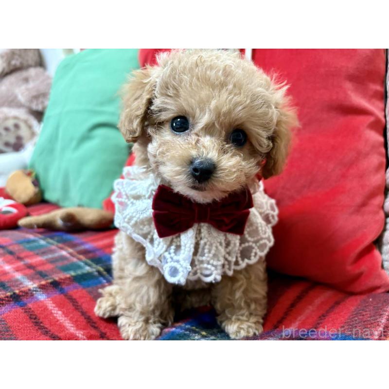 成約済の香川県のタイニープードル-432518の5枚目