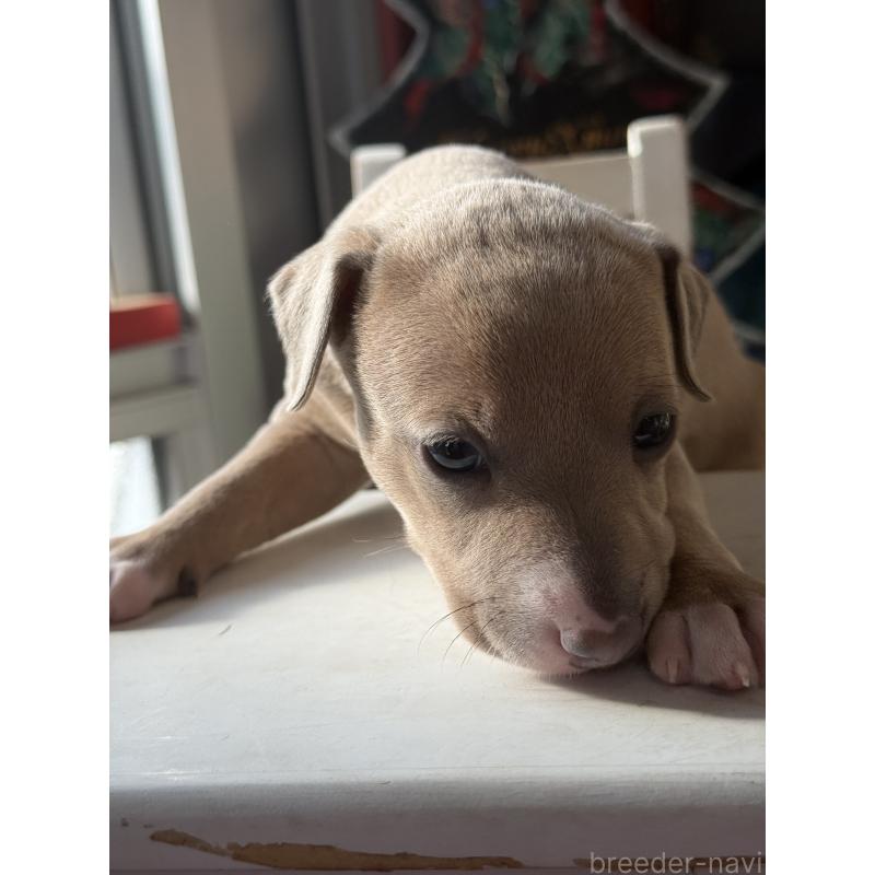 販売中の宮崎県のイタリアングレーハウンド(イタグレ)-433333の6枚目