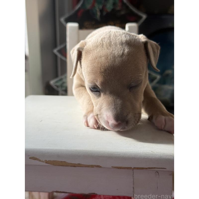 販売中の宮崎県のイタリアングレーハウンド(イタグレ)-433333の5枚目