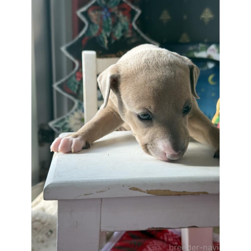 販売中の宮崎県のイタリアングレーハウンド(イタグレ)-433333の4枚目