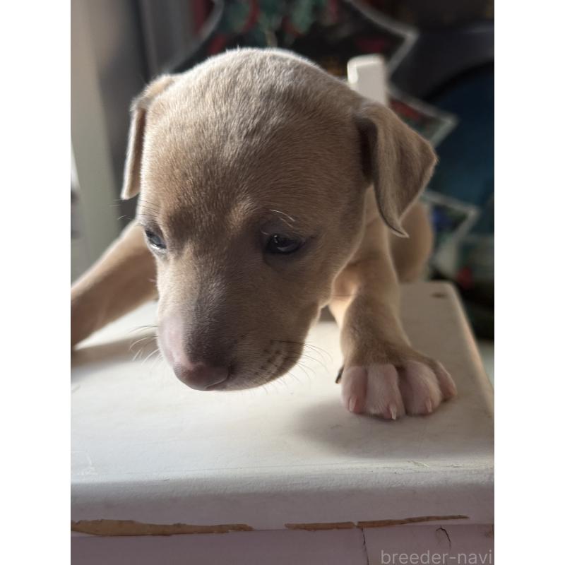 販売中の宮崎県のイタリアングレーハウンド(イタグレ)-433333の3枚目