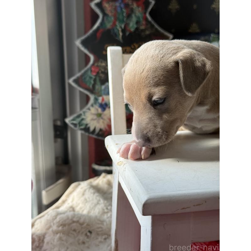 販売中の宮崎県のイタリアングレーハウンド(イタグレ)-433333の2枚目