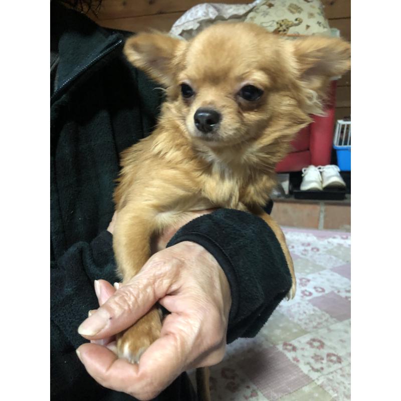 成約済の兵庫県のチワワ(ロングコート)-400426の9枚目