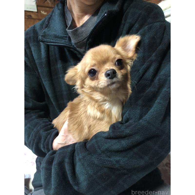 成約済の兵庫県のチワワ(ロングコート)-400426の8枚目