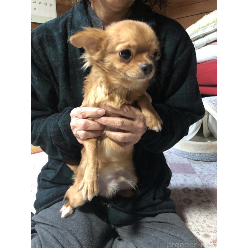 成約済の兵庫県のチワワ(ロングコート)-400426の7枚目