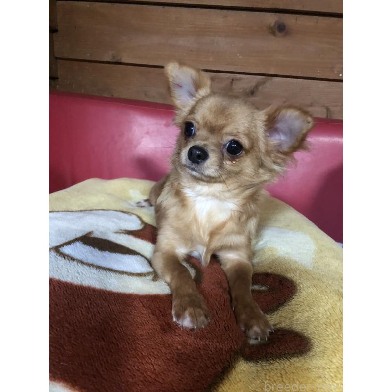 成約済の兵庫県のチワワ(ロングコート)-400426の6枚目