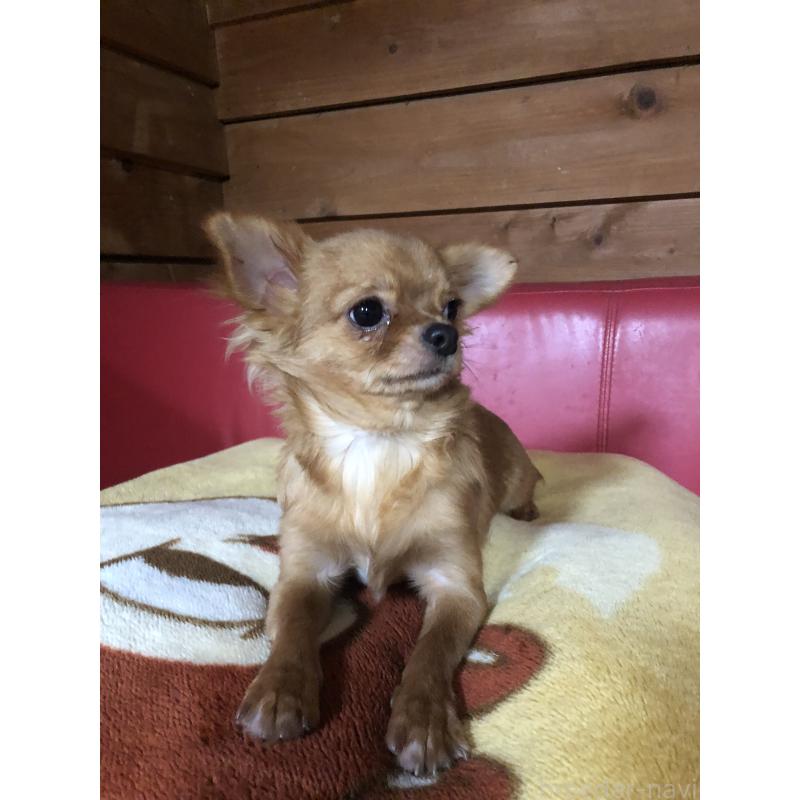 成約済の兵庫県のチワワ(ロングコート)-400426の5枚目